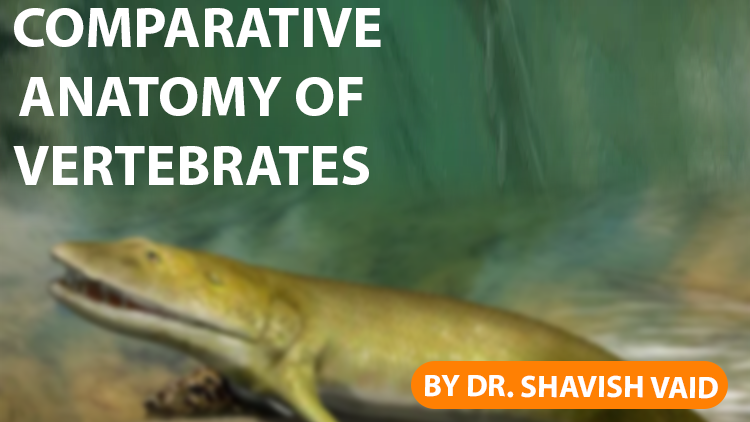 Vertebrates Comparative Anatomy Of Vertebrates